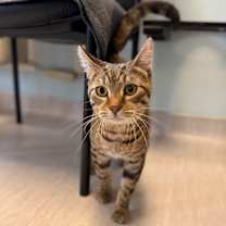 Thumbnail photo of Eeyore #4