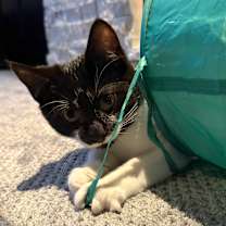 Thumbnail photo of Rubyn #1