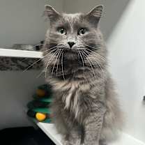 Thumbnail photo of Labubu #1