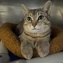 Thumbnail photo of Emile Le Chat (FeLV) #2