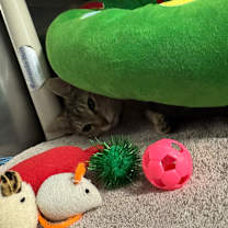 Thumbnail photo of Emile Le Chat (FeLV) #3