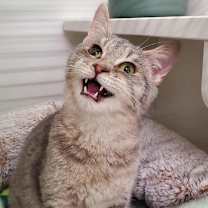 Thumbnail photo of Juni #1