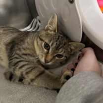 Thumbnail photo of Emile Le Chat (FeLV) #4