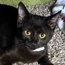 Thumbnail photo of Carol of the Bells #1