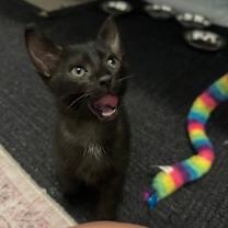 Thumbnail photo of Murphy Woods-JS #3