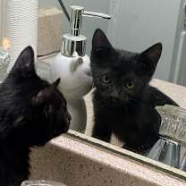 Thumbnail photo of Carol of the Bells #3