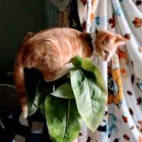 Thumbnail photo of Hubba Bubba #2