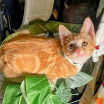 Thumbnail photo of Hubba Bubba #3