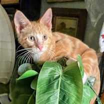 Thumbnail photo of Hubba Bubba #4