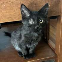 Thumbnail photo of Sneaker #1