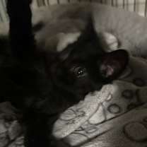 Thumbnail photo of Sneaker #2