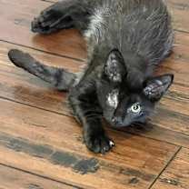 Thumbnail photo of Sneaker #3