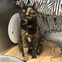 Thumbnail photo of Chloe #2