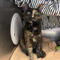 Thumbnail photo of Chloe #4