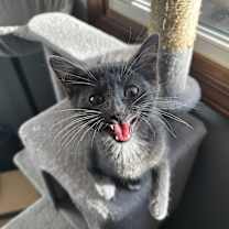 Thumbnail photo of Bug: Pre-Adoption #3