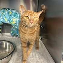 Thumbnail photo of Tokio #1