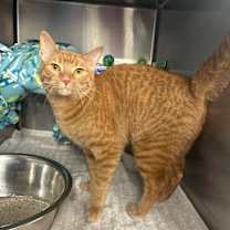 Thumbnail photo of Tokio #2