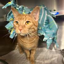 Thumbnail photo of Tokio #3