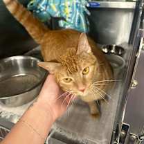 Thumbnail photo of Tokio #4