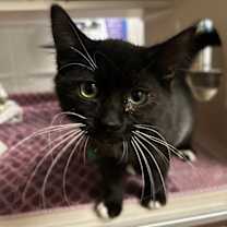 Thumbnail photo of Spirit #1