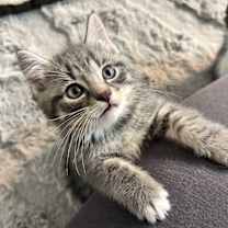 Thumbnail photo of Mugsy: Pre-Adoption #3