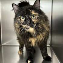 Thumbnail photo of Freya #1