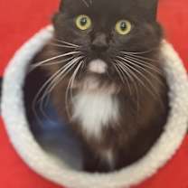 Thumbnail photo of Bell #1