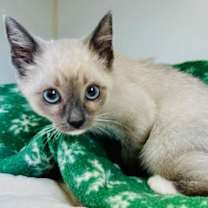 Thumbnail photo of Sugar Plum #1