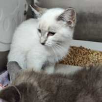 Thumbnail photo of Lita Ford #2