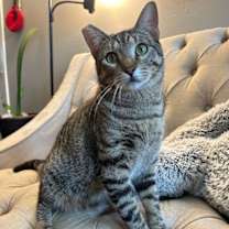 Thumbnail photo of Thor #2