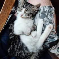 Thumbnail photo of Clawdia #1