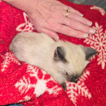 Thumbnail photo of Bear #2