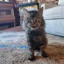 Thumbnail photo of Gomez #2