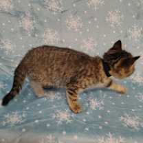 Thumbnail photo of Vivian (Black collar) #2