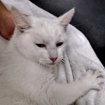 Thumbnail photo of Sugar Spice #2