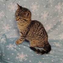 Thumbnail photo of Vivian (Black collar) #4