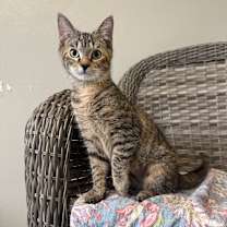 Thumbnail photo of Cindy Birdsong #1