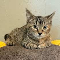 Thumbnail photo of Cindy Birdsong #4