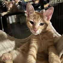 Thumbnail photo of Toblerone NN #1