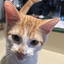 Thumbnail photo of Small Fry NN #1