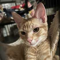 Thumbnail photo of Toblerone NN #3