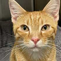 Thumbnail photo of Gizmo #1