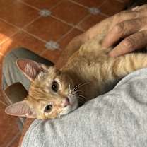 Thumbnail photo of Toblerone NN #4