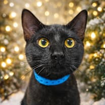 Thumbnail photo of MOCA #1