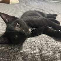 Thumbnail photo of Jinks #3