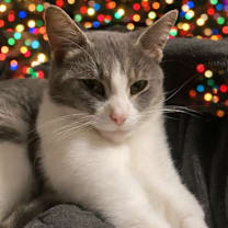 Thumbnail photo of Ms. Meow #1