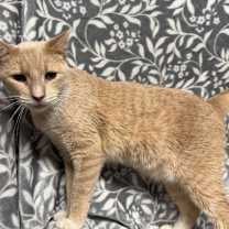 Thumbnail photo of Tazz #3