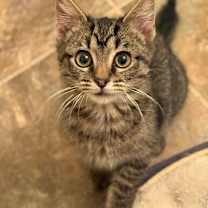 Thumbnail photo of Fievel  #1