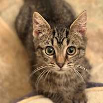 Thumbnail photo of Fievel  #4