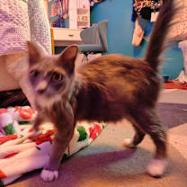 Thumbnail photo of Jenga #2